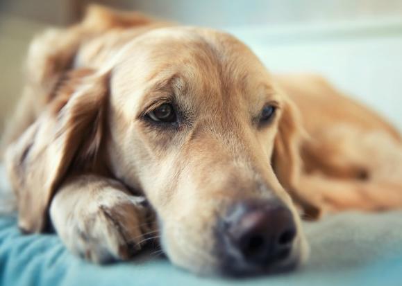 犬脑炎是什么原因引起,狗骨髓炎怎么治疗