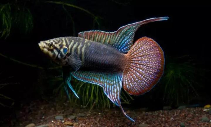 中国斗鱼圆尾和叉尾能杂交吗,圆尾斗鱼和叉尾斗鱼杂交是什么样