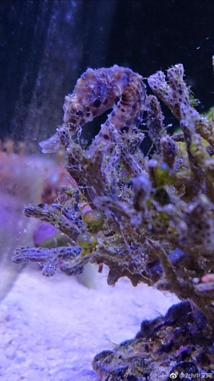 日本网民吐槽：我在热带鱼店里购买了海马，大家看看它怎么样