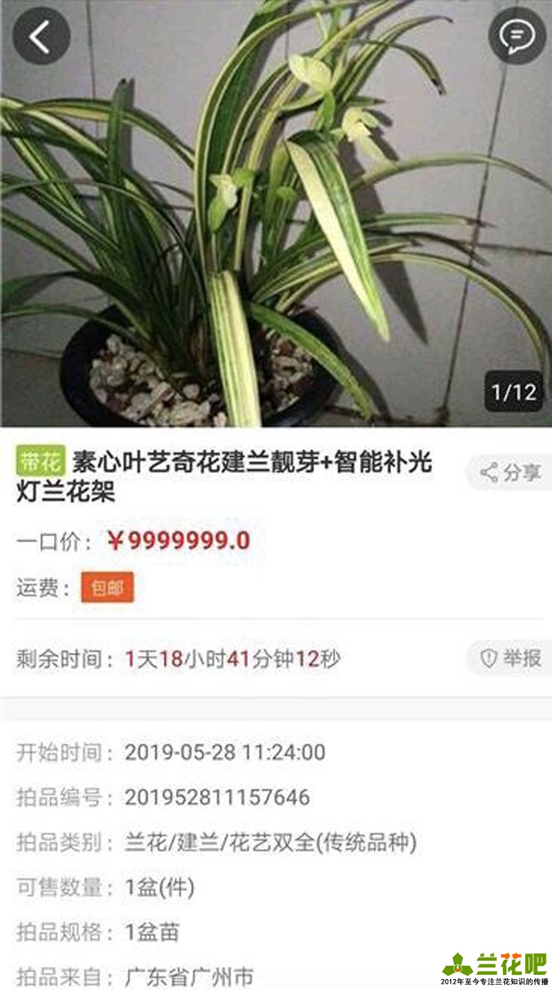 兰花为什么那么高价,高价兰花50种