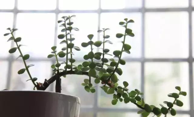 推荐轻松玩转100种常见多肉植物,700种多肉植物图鉴pdf百度云