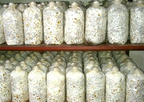 我想种植平菇可以到哪里学习技术,最简单种植平菇配料