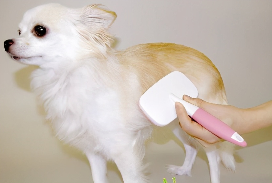 怎么解决狗子狗毛问题,狗飞毛怎么办