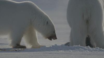 夜半*拍偷**下,成就今年第一部神级纪录片:黑暗下的生命,超乎想象