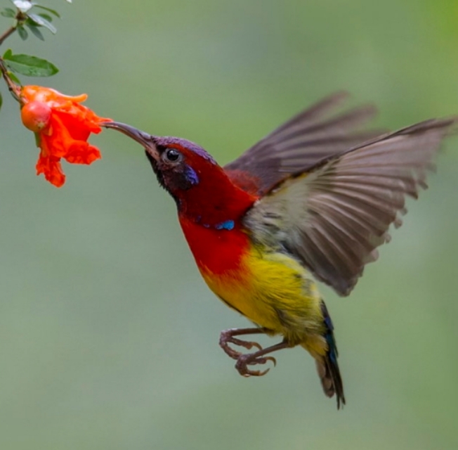 太阳鸟品质,太阳神鸟绝美