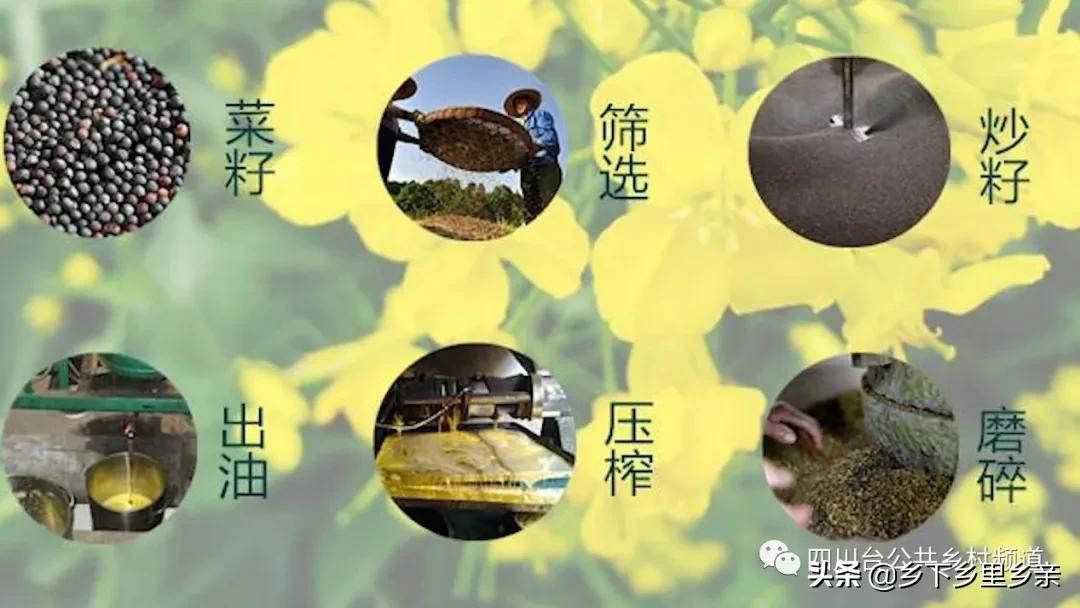 油菜得了病用什么药,油菜生病了怎么防治