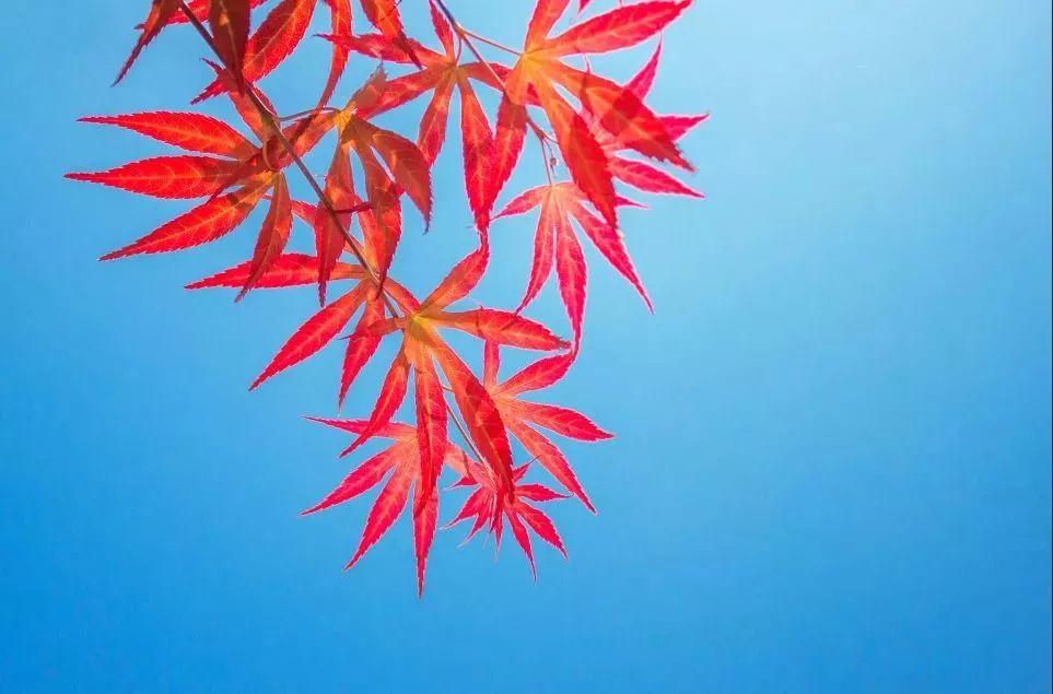 东莞周边11月份赏红叶好去处,东莞观音山看红叶攻略