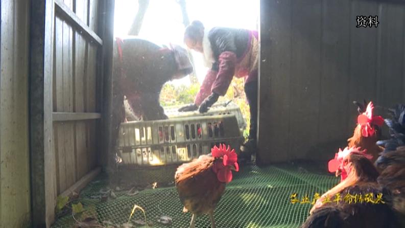 林下养鸡啄开致富路,林下养鸡致富带动贫困户