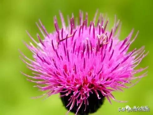 《老有老的骄傲》,送给群里的朋友