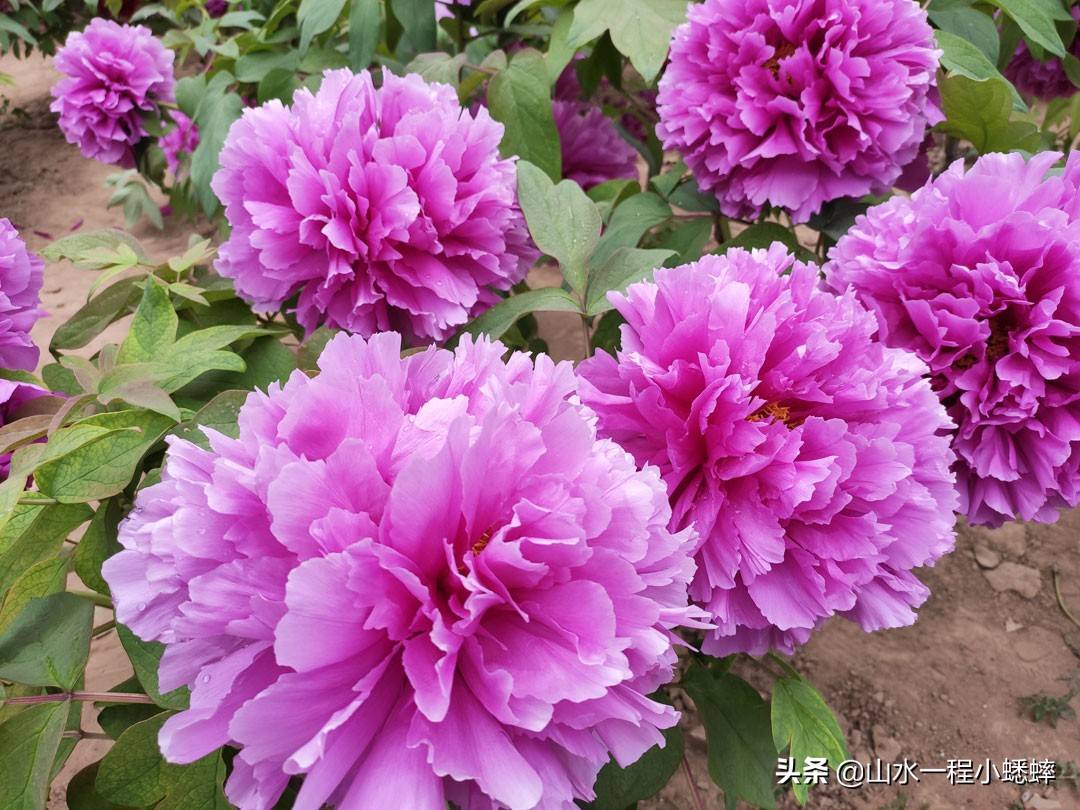 长安公园不愧是石家庄公园老大，牡丹花开真国色,游人如织来长安