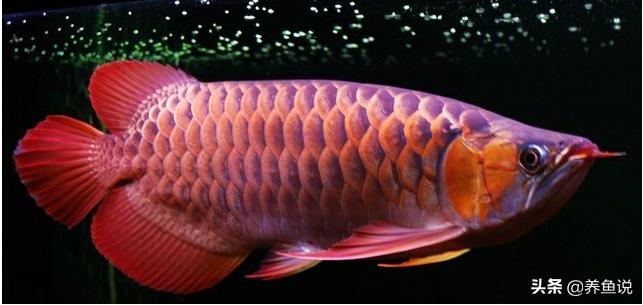 龙鱼价格为什么那么贵,龙鱼高端便宜