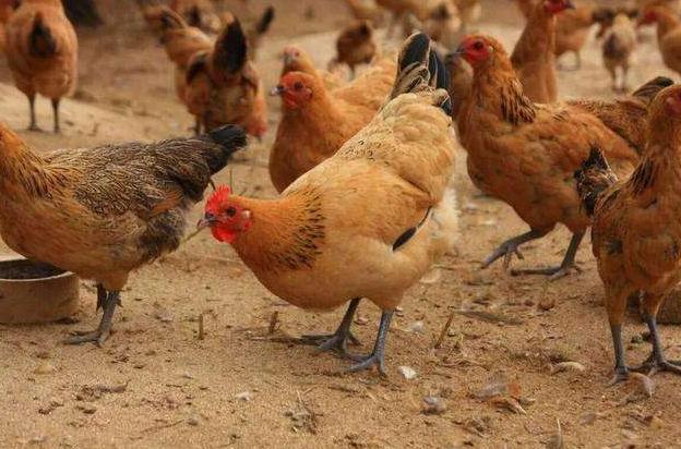 家禽防疫的最好方法,如何防止家禽养殖的疾病