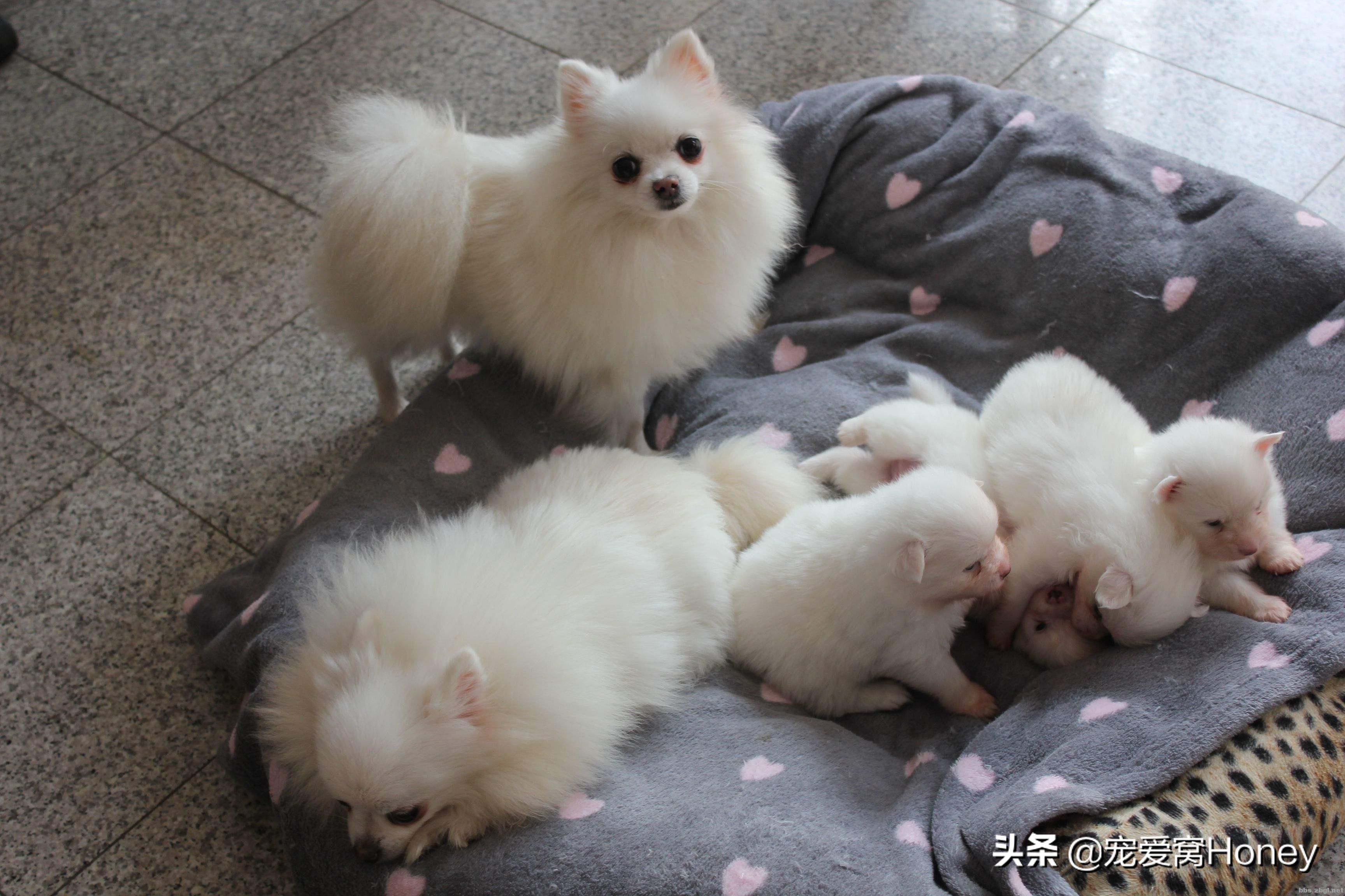 博美狗狗生病特效药,博美狗狗得了细小该怎么治