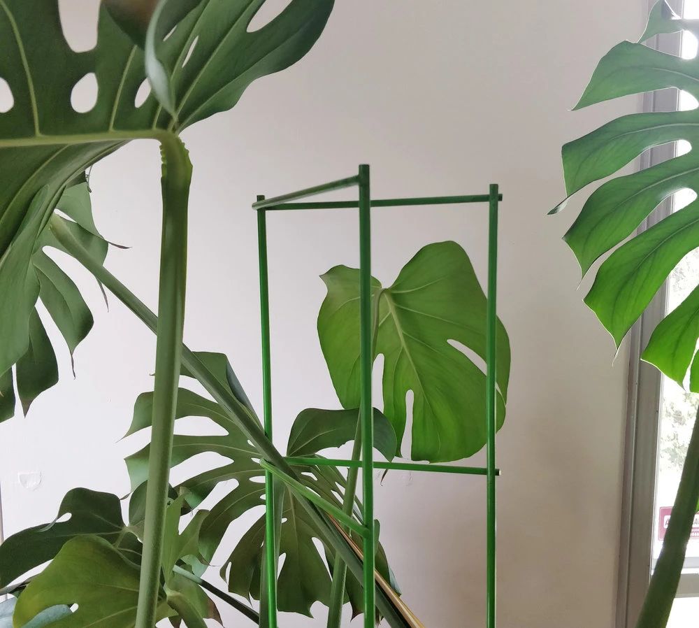 龟背竹一米高的多少钱一盆,几十块龟背竹