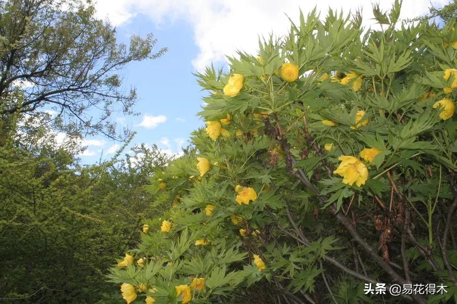 牡丹和观赏牡丹区别,牡丹的形态特征与什么花不同