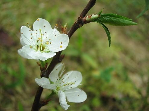 没有蔷薇科，哪里会有春天？