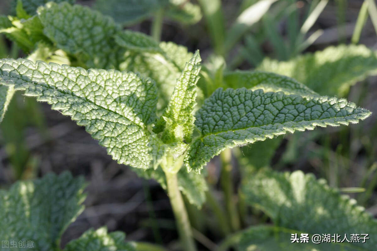 各种可以吃的野菜图片大全及名称 (100种野菜图片大全和名称和吃法)