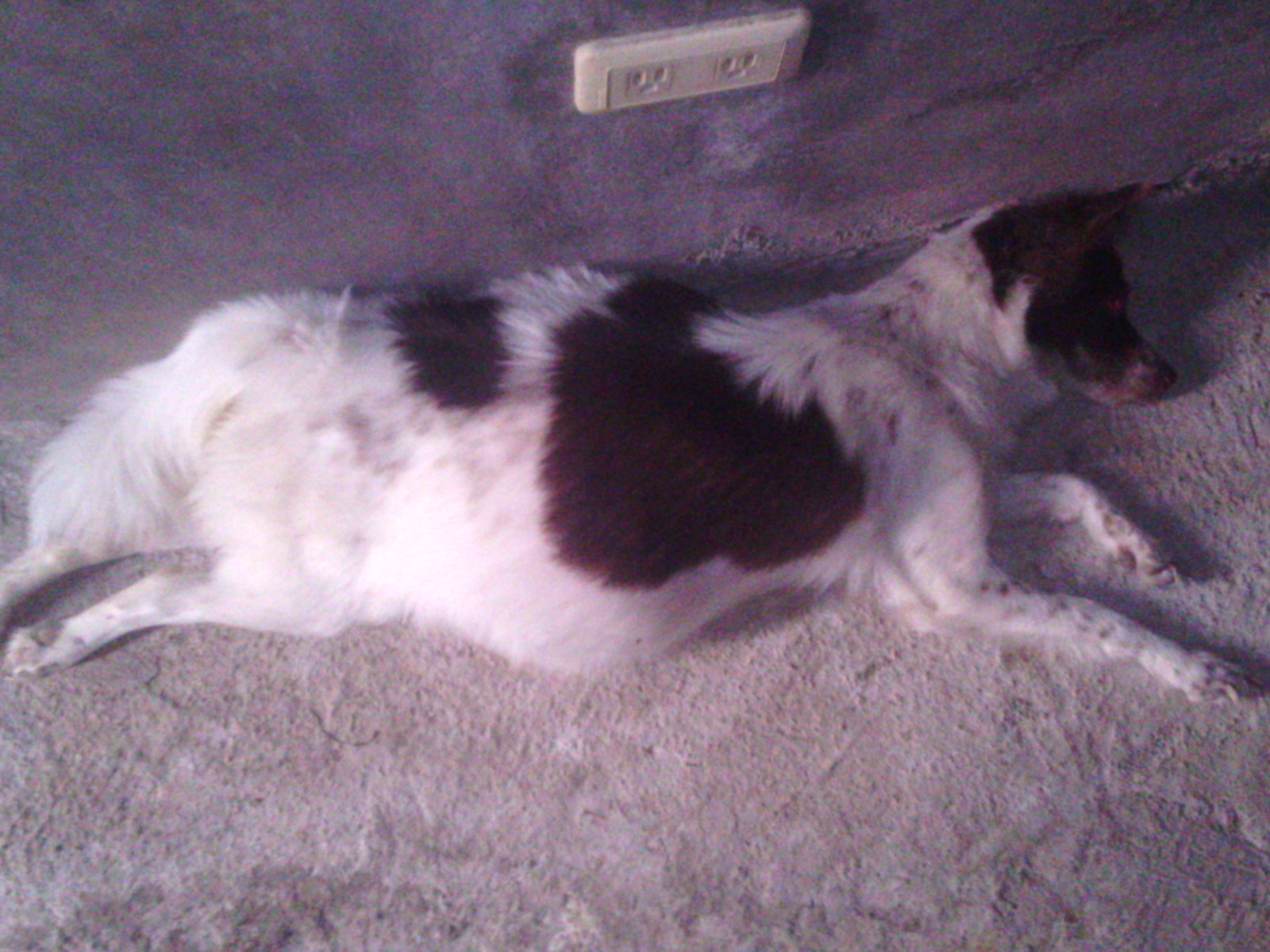 老狗吃饭很痛苦,主人用纸皮箱架高食盆!但普通狗狗不要乱用