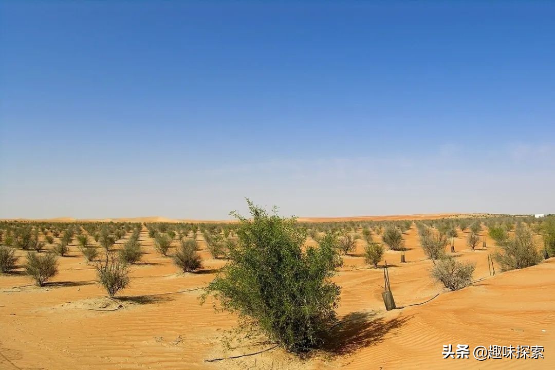 全球沙漠变绿洲会怎样,世界上的沙漠全变成绿洲会怎样