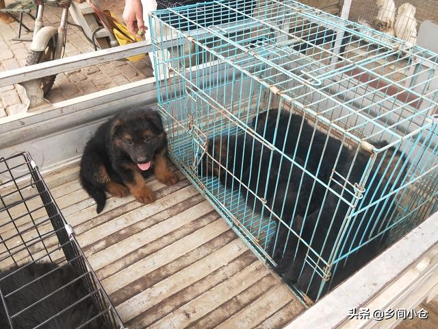 真正的狗市品种,哪里的狗市便宜品种又好种类又多