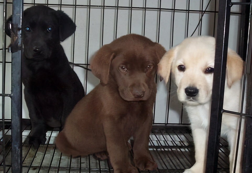 学好这几招很管用,在一窝土狗中怎么挑到狗王