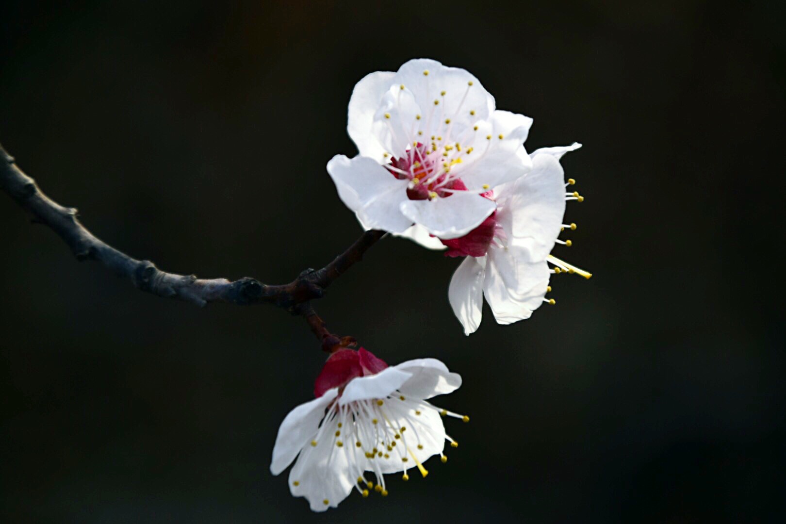 漂亮的杏花在枝头绽放,杏花盛开姹紫嫣红春意盎然