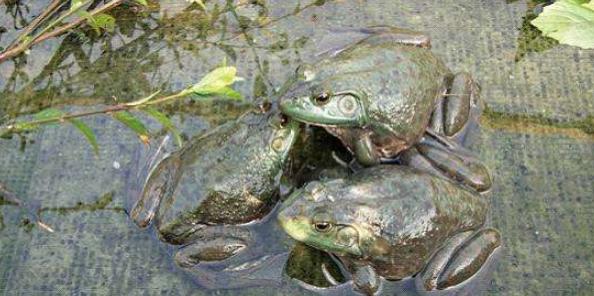 高温季节养殖牛蛙，莫让腹水病影响您的收成
