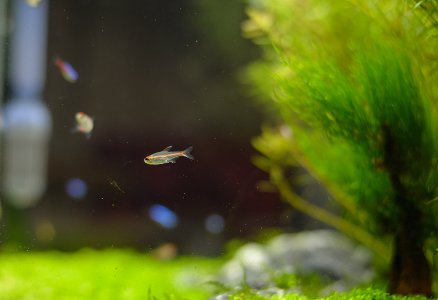 新手草缸入门,萌新水草缸