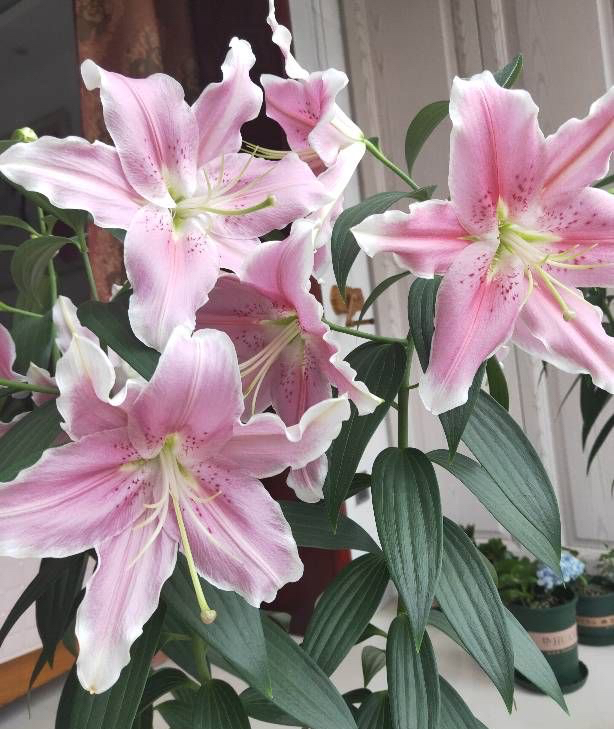 水中百合花开完了怎么样再开花,百合花开完后如何处理枝干