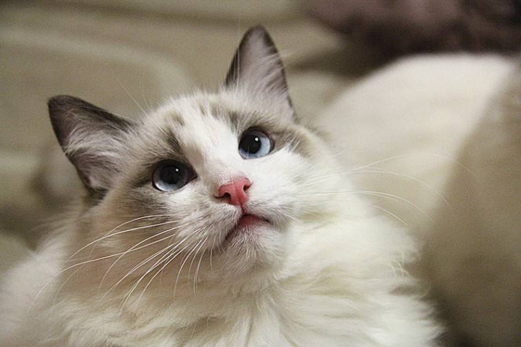 猫咪为什么不爱洗澡？4个小妙招让你的猫咪不再抗拒洗澡