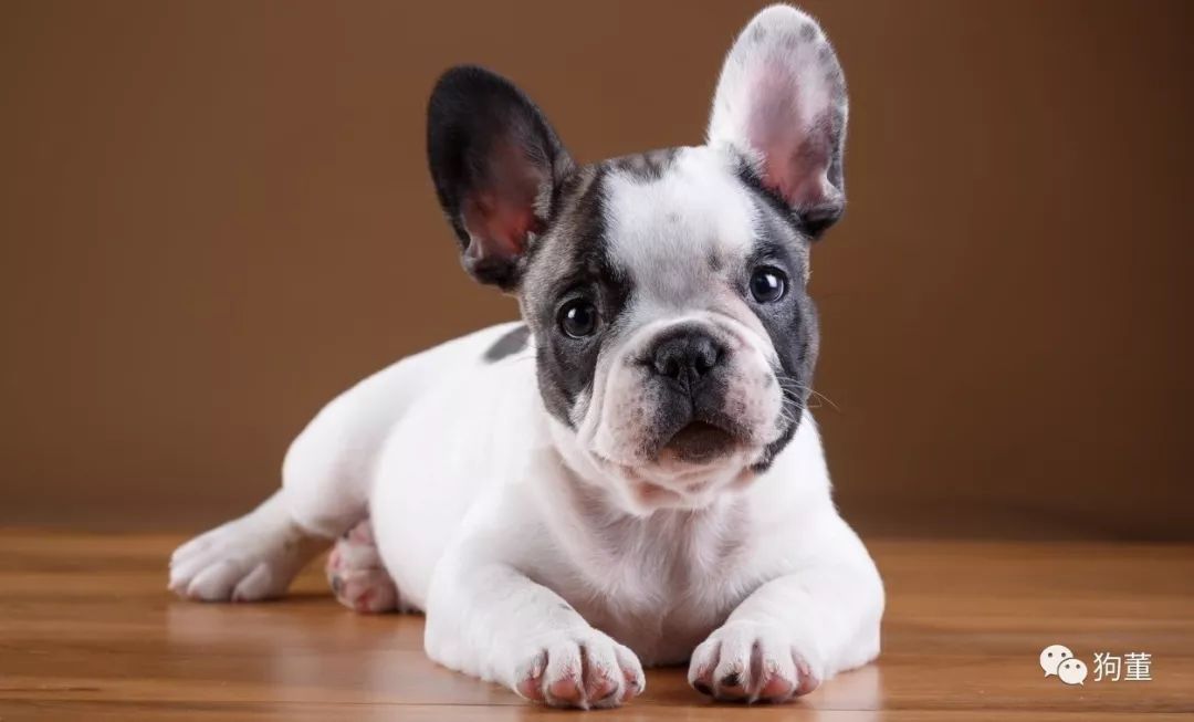 狗狗怀孕怎么办,狗狗怀孕怎么办要不要去医院