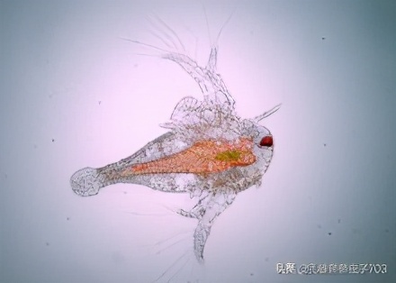 丰年知识分享,丰年虾幼虫讲解