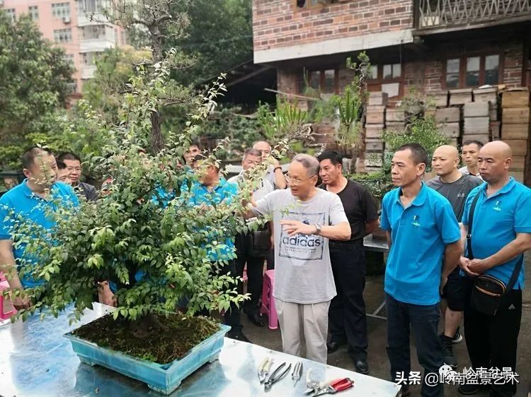 广东的盆景有哪些,适合广东玩的盆景