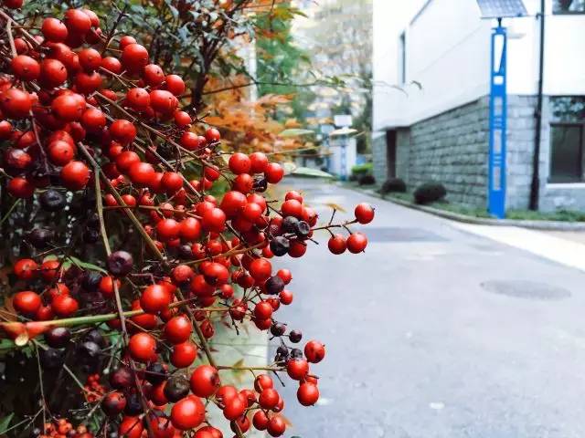 上海回不去的青春,上海市建平中学老照片