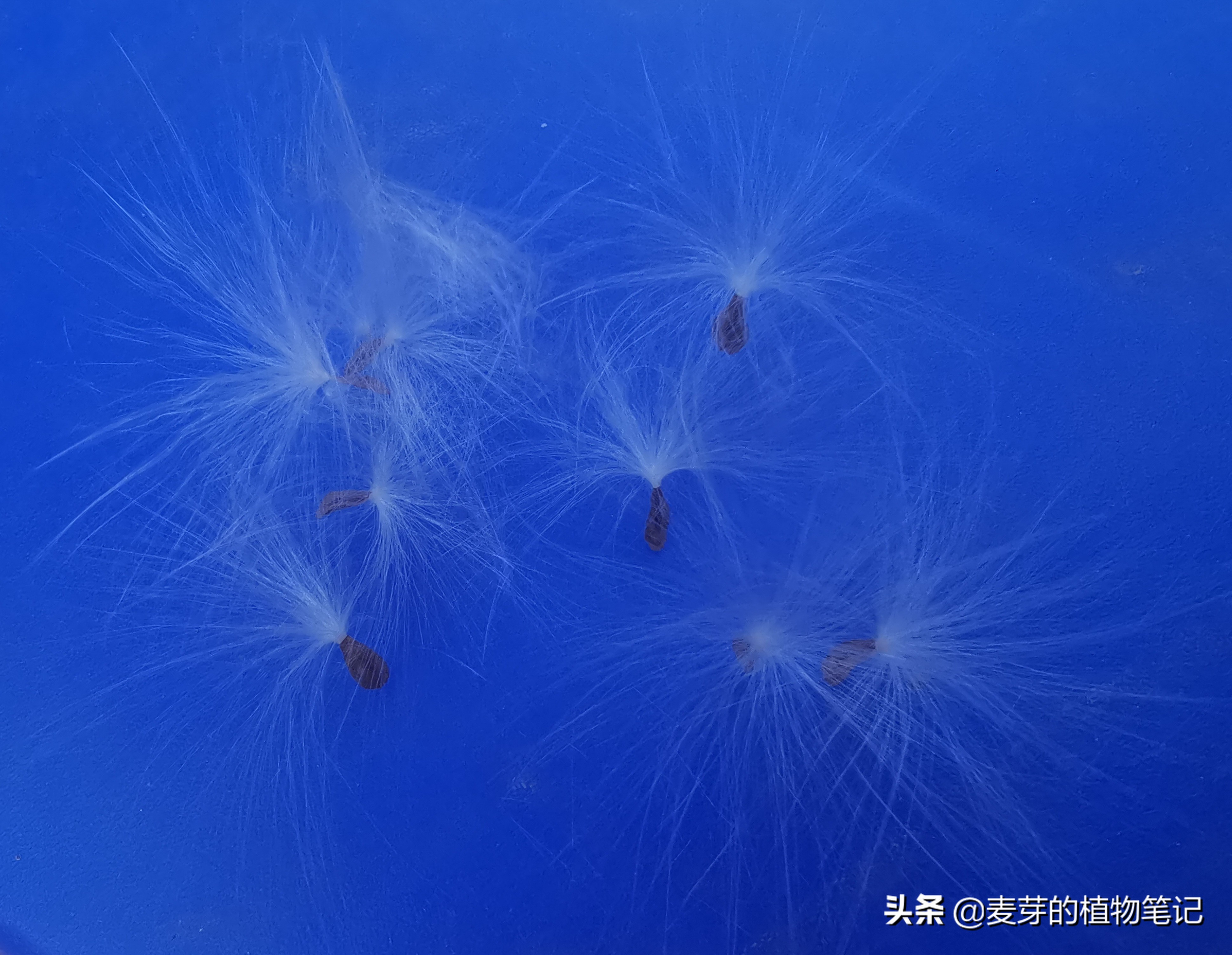 带动物名的植物,哪些动物的名字和植物的相近