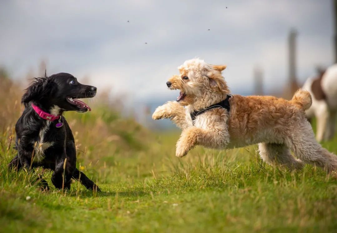 遛狗拉不住怎么办?遛狗时如何避免狗遛人和撒手没?