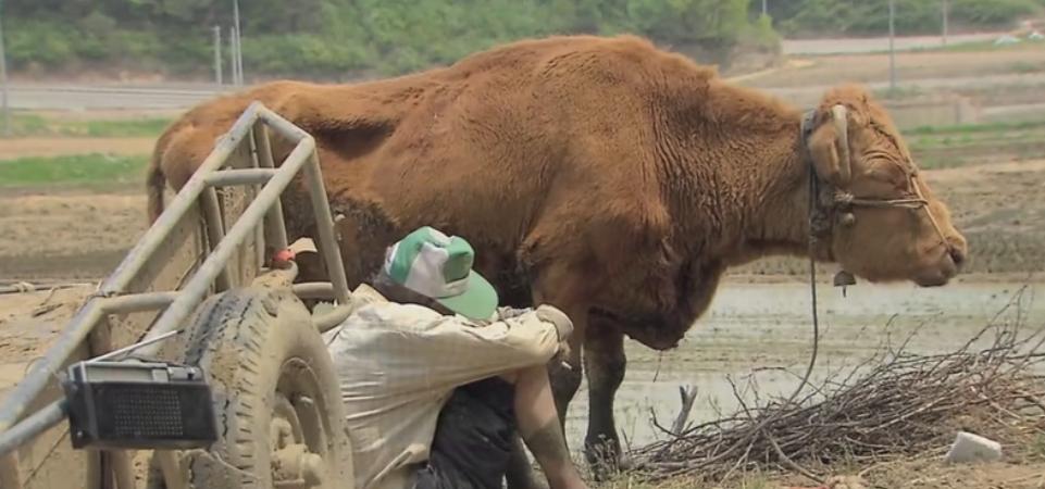 40岁老黄牛流泪帮主人养大9个子女,老牛替老头养育九个儿女