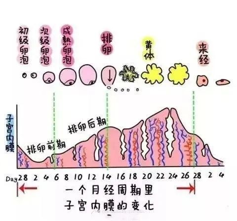 想要好孕到来就要懂得科学备孕,卵泡和内膜多少适合怀孕