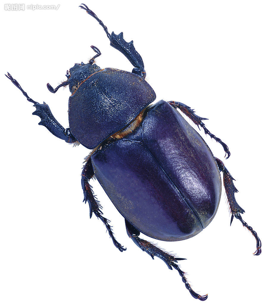 人类永远无法战胜虫子,人类永远造不出一只苍蝇