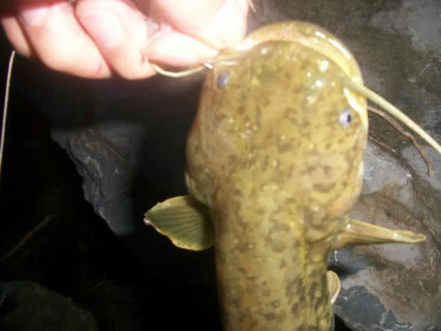 又到了钓淡水鱼的季节了,又到了钓翘嘴鳊鱼的季节