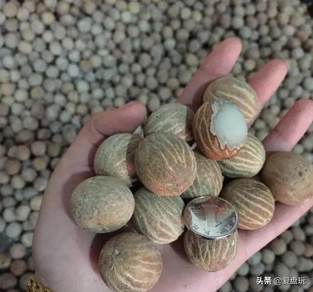 星月菩提没有星的是什么品种,星月菩提只有星没有月