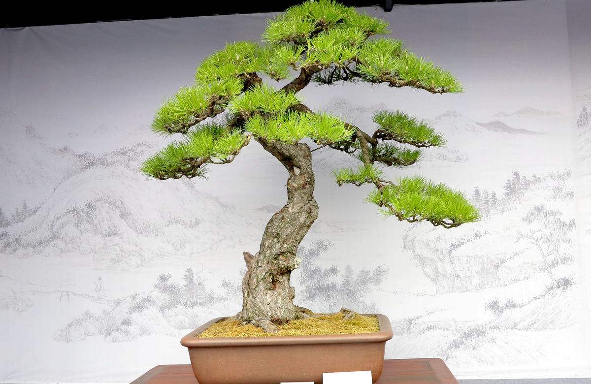 松树盆景的几种造型,各种松树盆景如何做造型