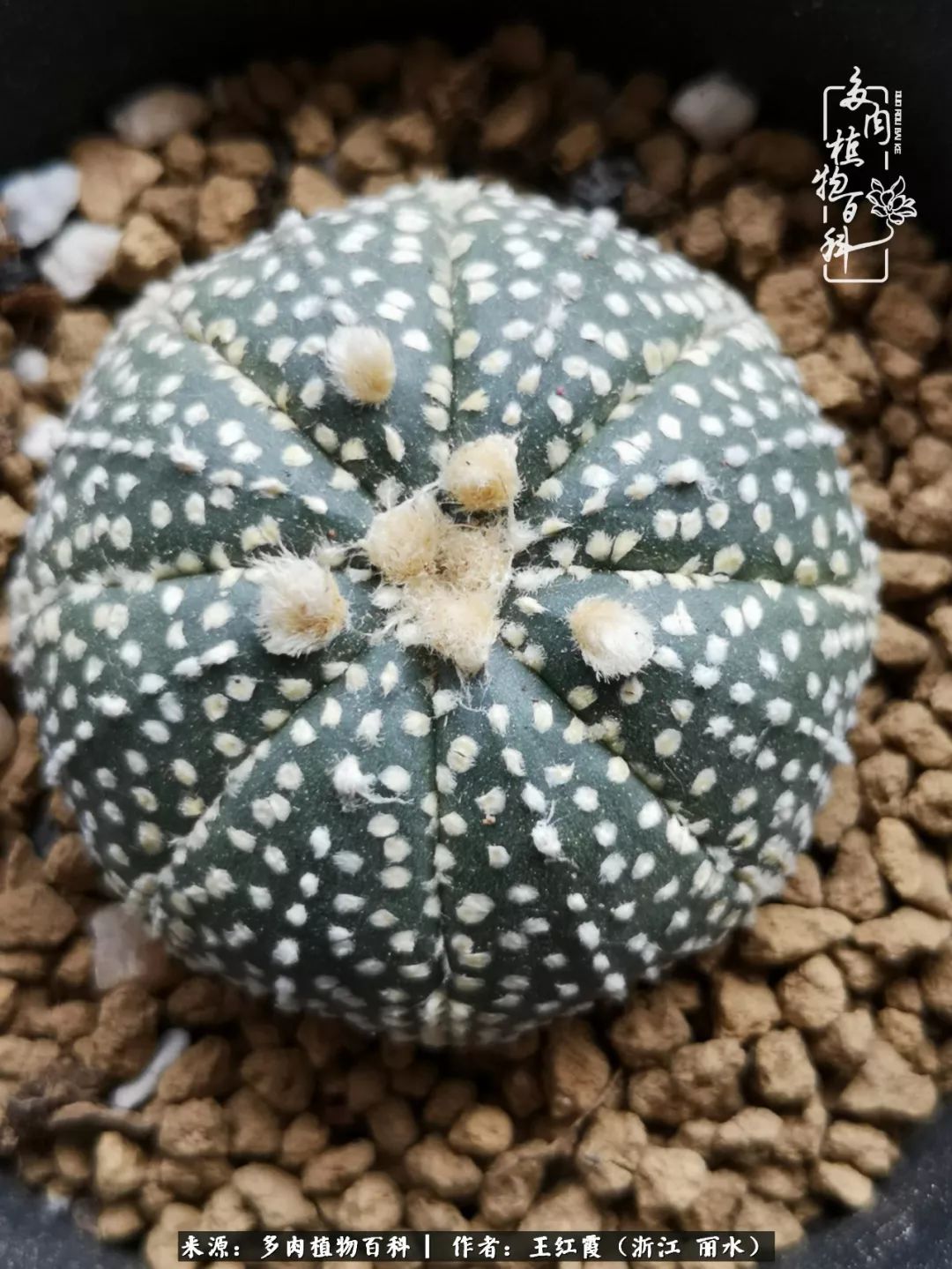 仙人球春天露养条件,仙人球露养条件