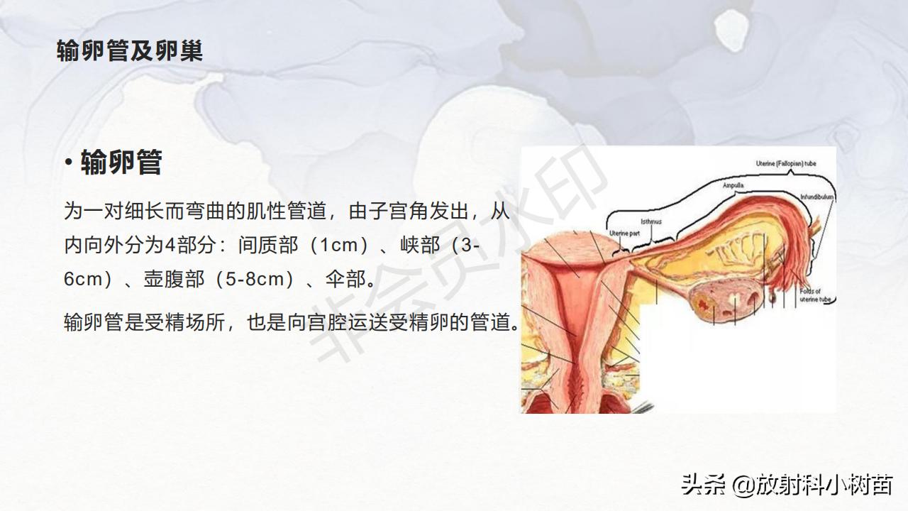 女性盆腔mri解剖图谱,泌尿生殖系统x线解剖
