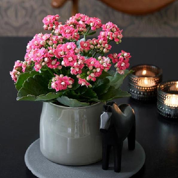 公认漂亮却难养的8种花,秋冬最难养的8种花