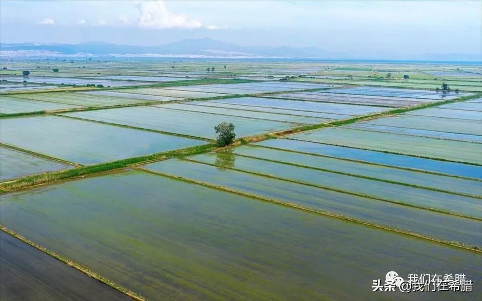 希腊超市大米价格,世界各国大米零售价格