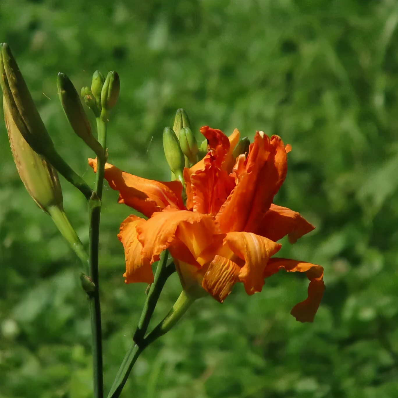 佳能1000倍变焦望远镜,真会玩在线观看