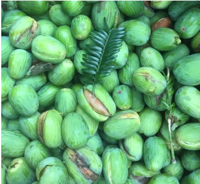 香榧果的营养价值表现,香榧坚果有什么营养价值