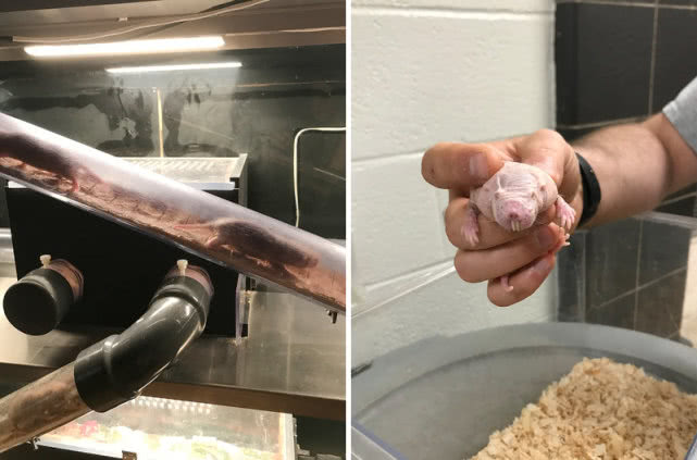 鼠届异形裸鼹鼠6大“特异功能”,做梦都想拥有,不得癌症不衰老