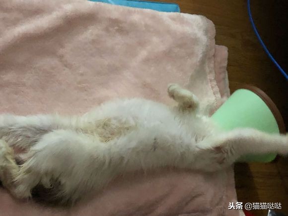 小猫得了猫癣怎么治好得快,小猫得了猫癣能治好吗